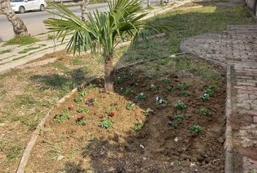 روز درختکاری و هفته منابع طبیعی