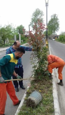 کاشت گل و نهال