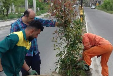 کاشت گل و نهال