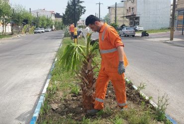 خرید بیش از ۱۲۰ اصله درخت از انواع فونیکس و پالم واشنگتنیا در راستای توسعه و ارتقاء فضای سبز شهری